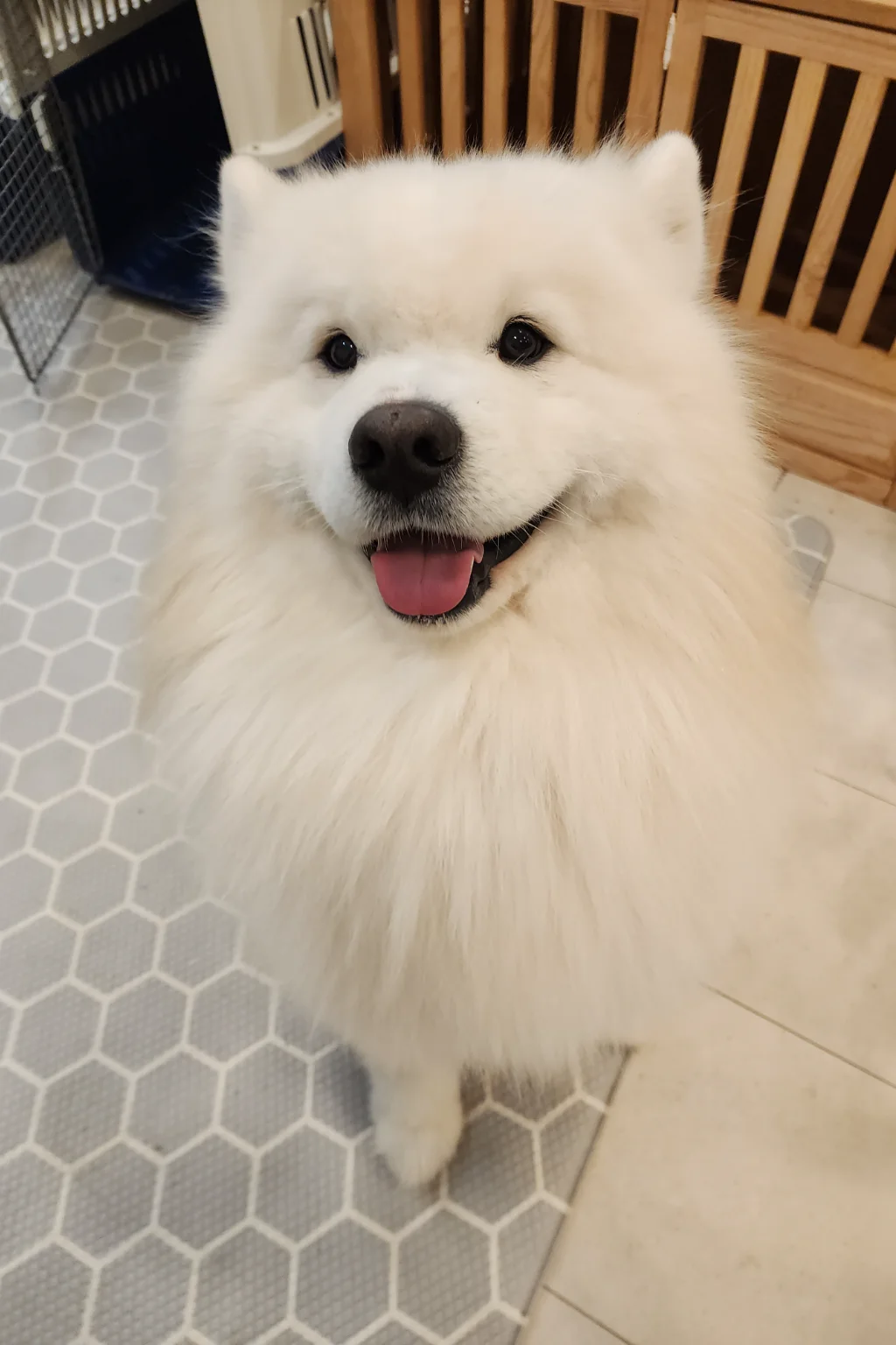 짹짹이